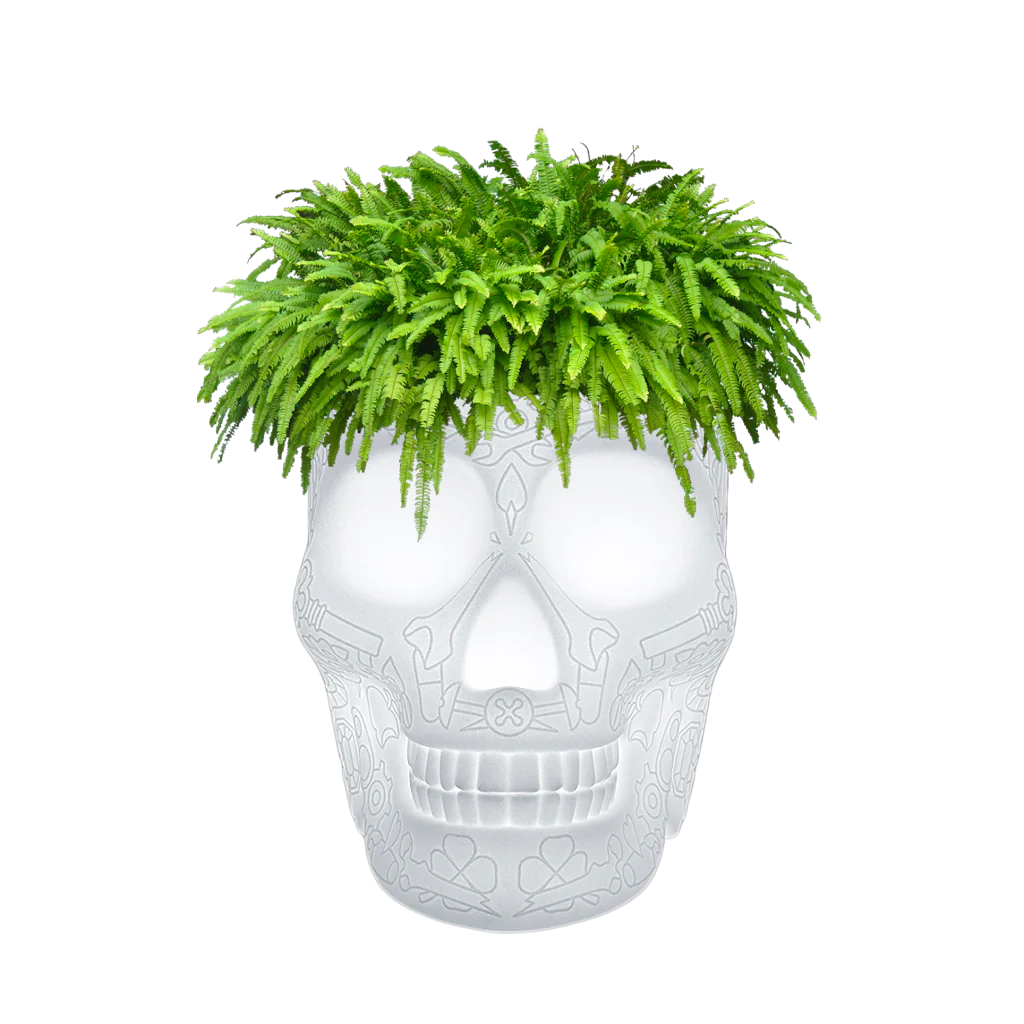 Mexico Planter e Lampada Champagne Cooler LED ricaricabile